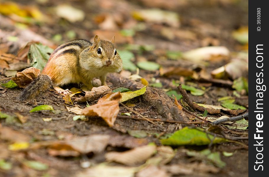Cute little chipmunk, his cheeks full of seed he's been collecting from the ground. Cute little chipmunk, his cheeks full of seed he's been collecting from the ground.