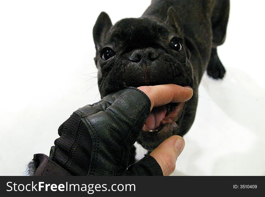 Closeup of a very little black dog on white background