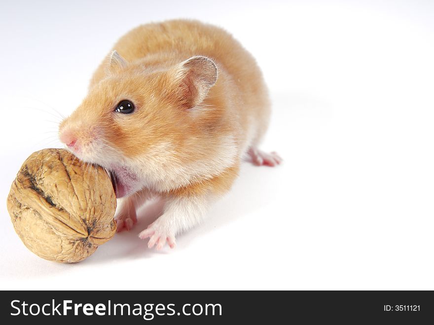 Hungry Hamster with a nut