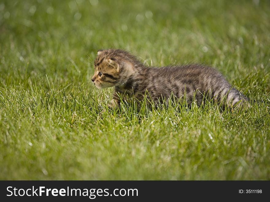 Small young cat portrait on green grass. Small young cat portrait on green grass