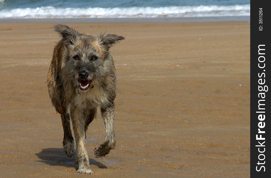 Dog on the beach- Spain