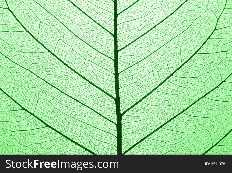 Green leaf structure (macro) as natural background. Green leaf structure (macro) as natural background