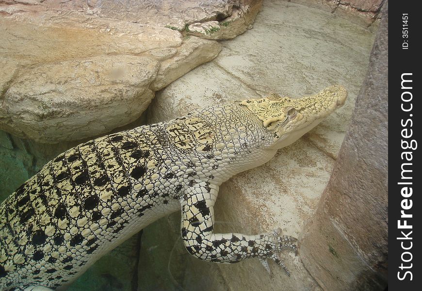 Albino Crocodile sunbathing on rocks