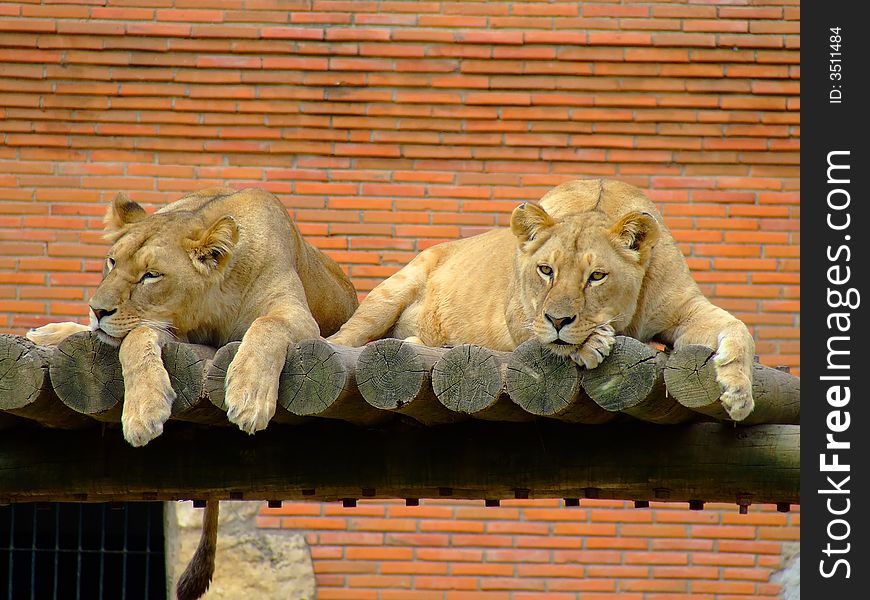 Two female lions in the zoo