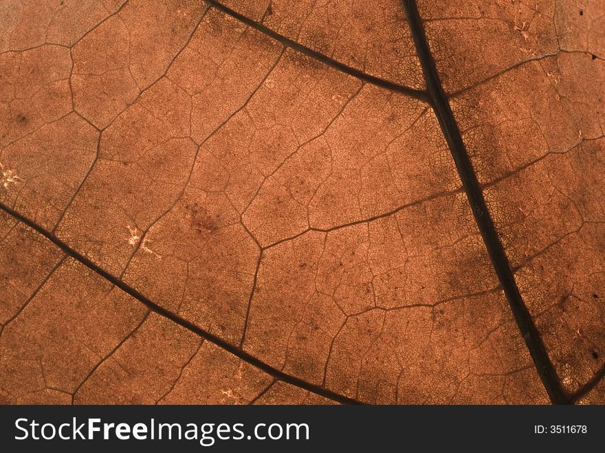 Macro of a dry leaf in back-light. Warm colors and sharp texture. Macro of a dry leaf in back-light. Warm colors and sharp texture.