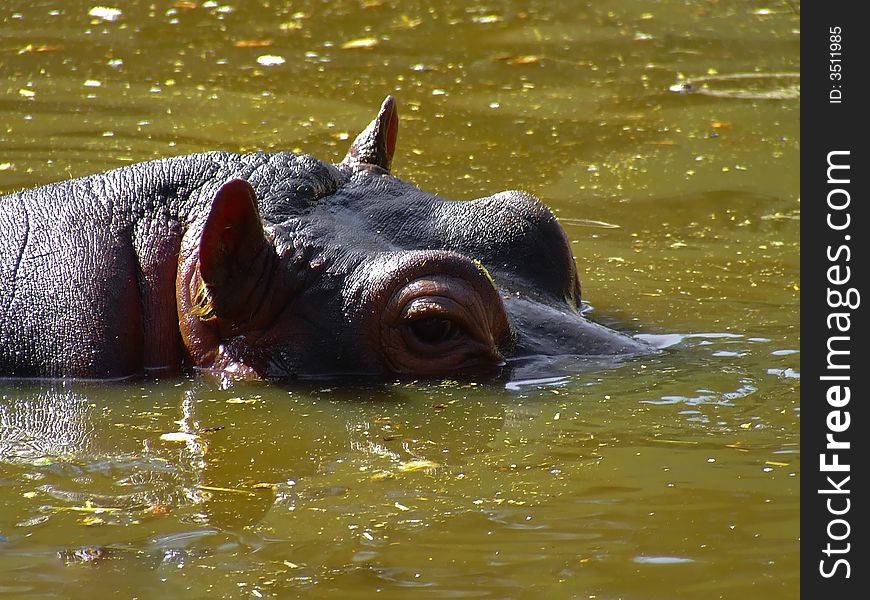 Close up on a hippo into the water. Close up on a hippo into the water