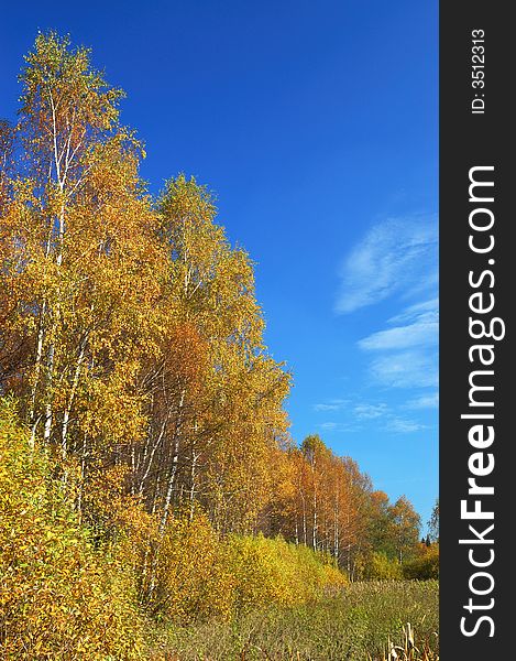Autumn. river with yellow trees and blue sky. Autumn. river with yellow trees and blue sky.