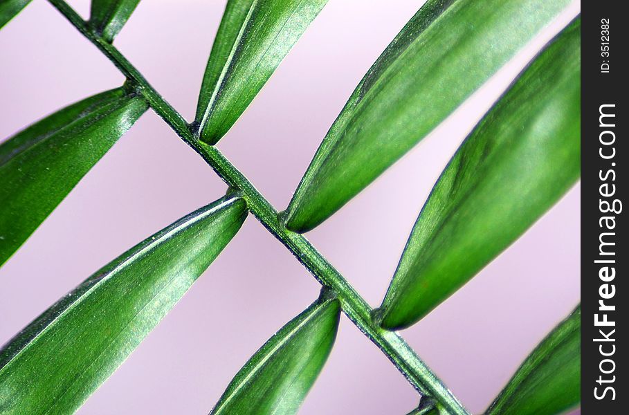 Closeup view of a parlor palm (Chamaedorea Elegans) houseplant.