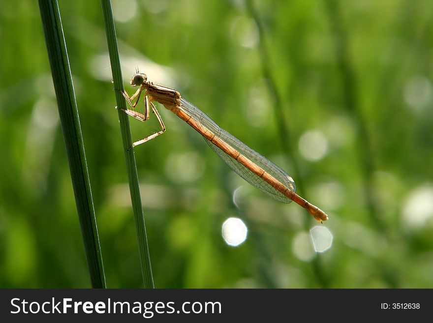 Brown dragon fly sitting on green grass. The background is green. Brown dragon fly sitting on green grass. The background is green.