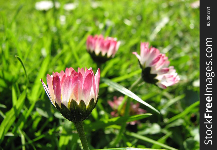 Daisy is meadow flower various colors