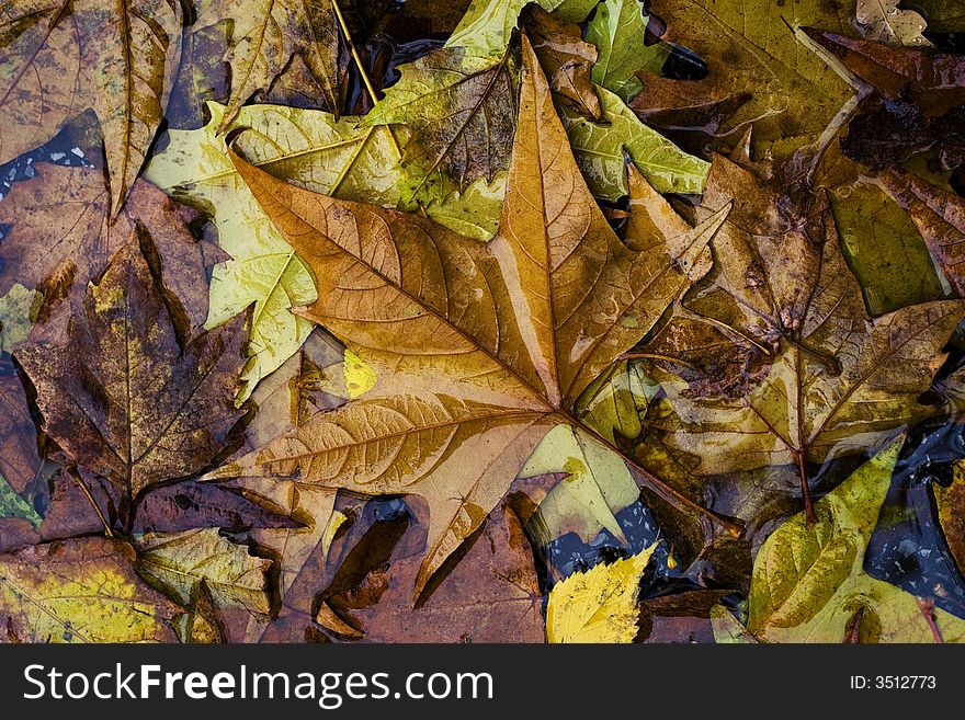 Fallen leaves in autumn colors