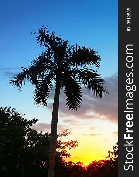 Palm tree, sunset, tropics, Caribbean