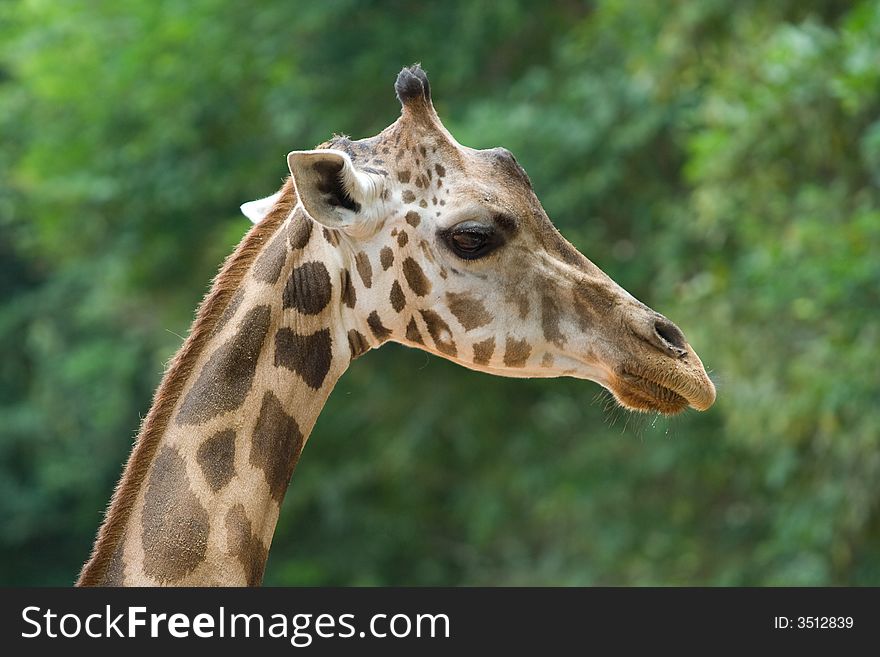 Image of giraffe at a zoo in Thailand