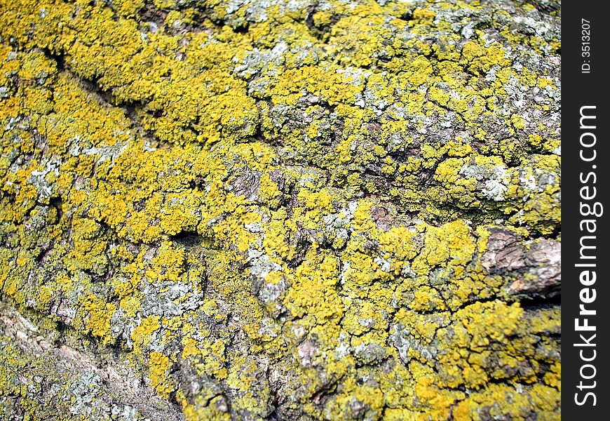 Close up photograph of old tree bark.