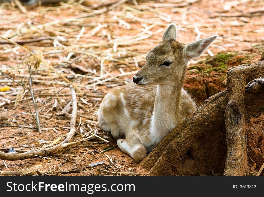 Image of young deer in zoo