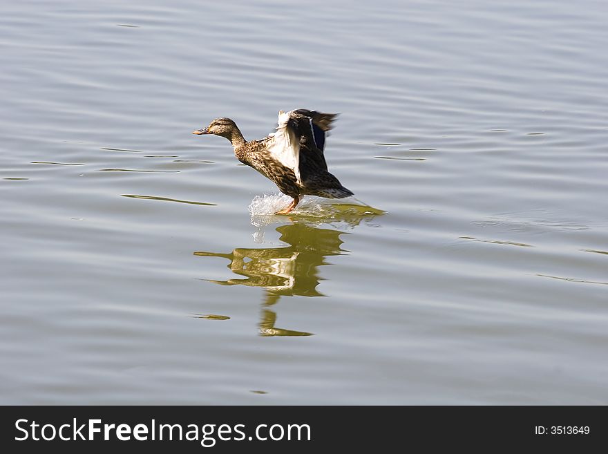 A single duck touching down on a lake. A single duck touching down on a lake