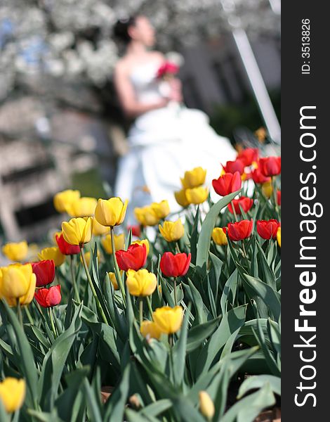 Full body bride standing looking away outside holding bouquet with row of yellow and red tulips in foreground. Full body bride standing looking away outside holding bouquet with row of yellow and red tulips in foreground