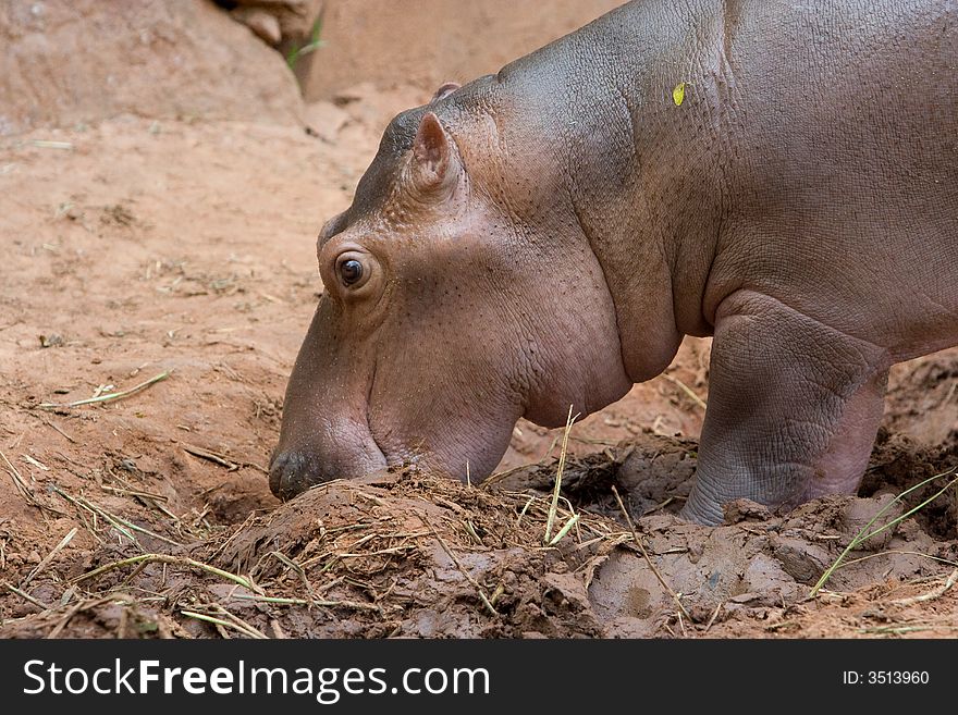 Young hippopotamus is eating it feed at a zoo in Thailand