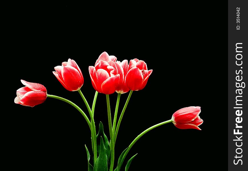 Seven red tulips on the black background. Seven red tulips on the black background