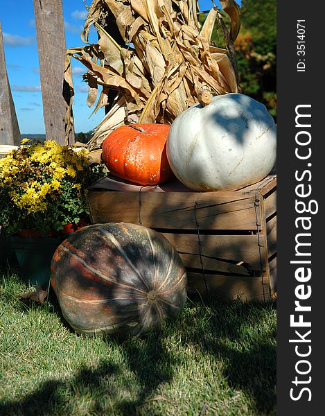 Fall Harvest still life with pumpkins and corn.