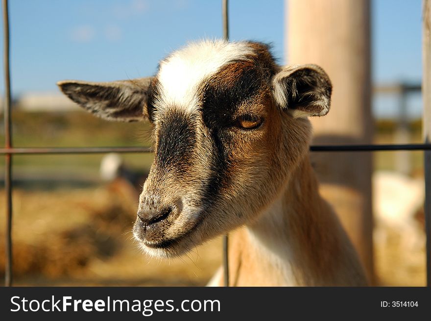 Head of young goat looking with farm in background.