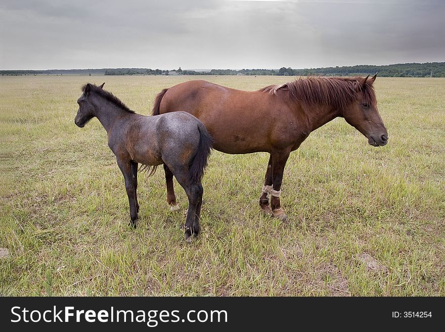 Two horses  at natural background