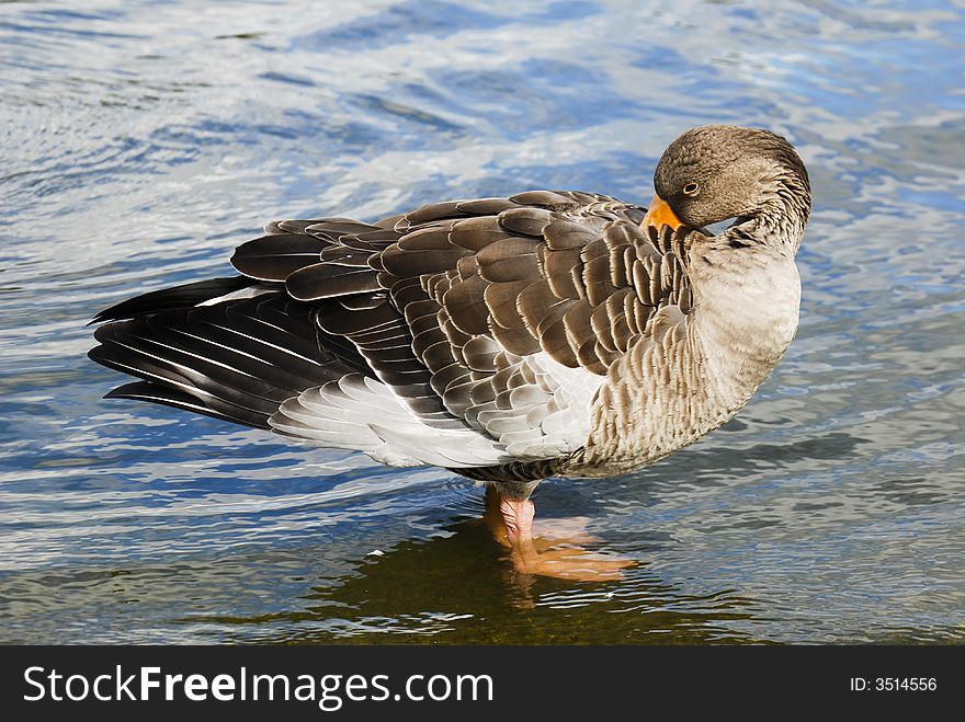 A duck cleaning itself near the shore of a river in a park of London. A duck cleaning itself near the shore of a river in a park of London