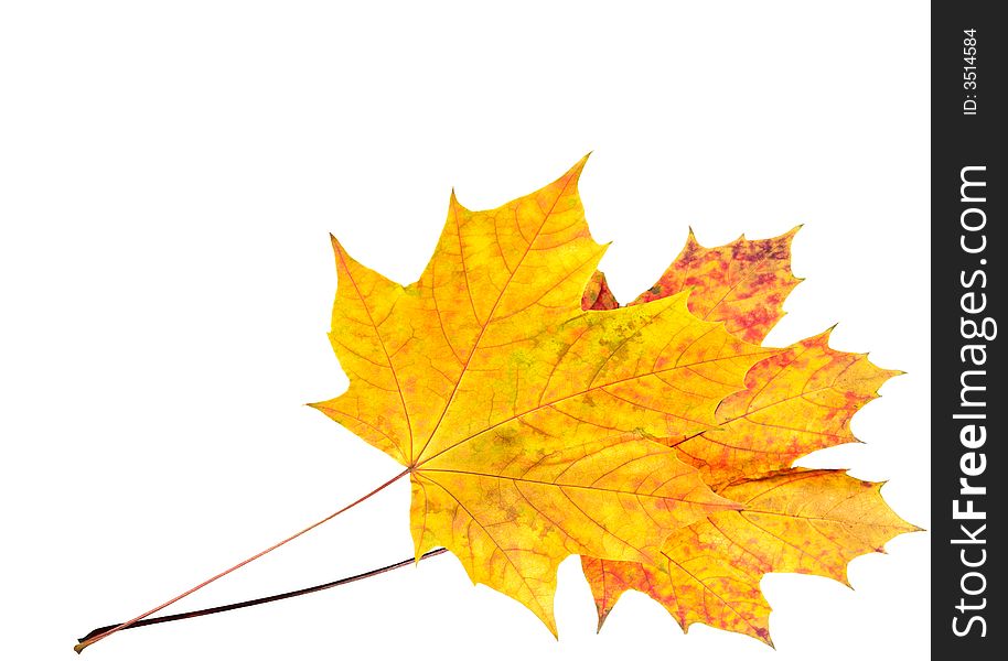 Two colorful autumn maple leafs on isolated white (corner position with copy space)