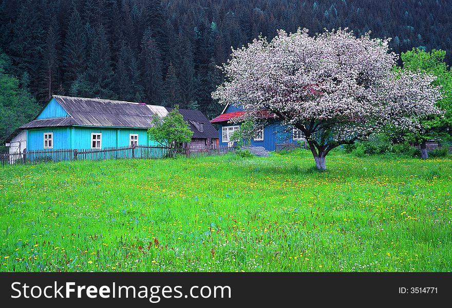 Tree on a background of a wood