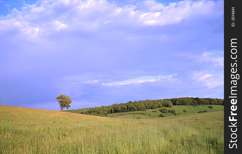 Tree a background of the sky