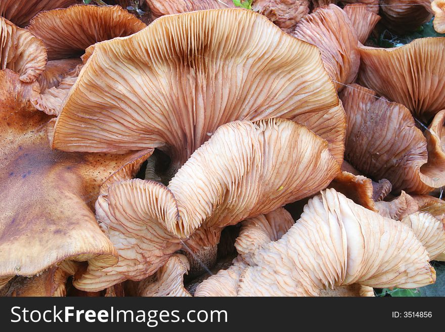 A group of fungi showing gill detail. A group of fungi showing gill detail