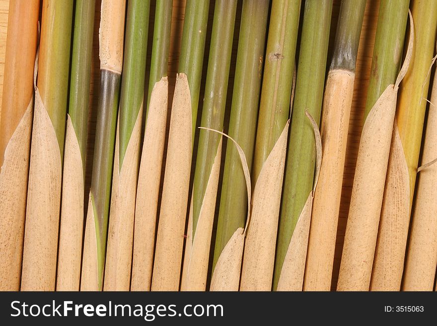 Bamboo canes grouped as a background
