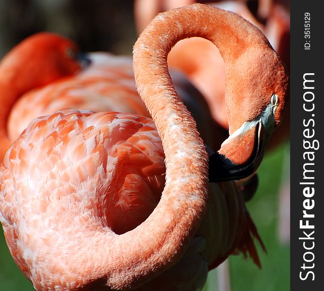 Pink Flamingo with its neck in an S curve and sleeping