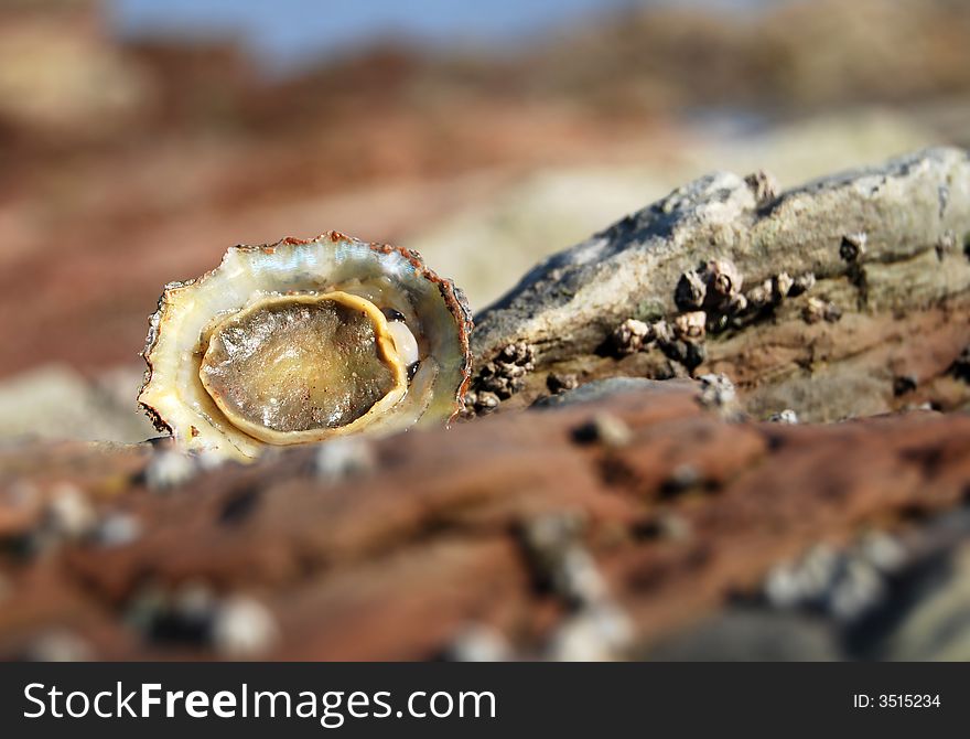 A lonely overturned limpet focus on the limpet