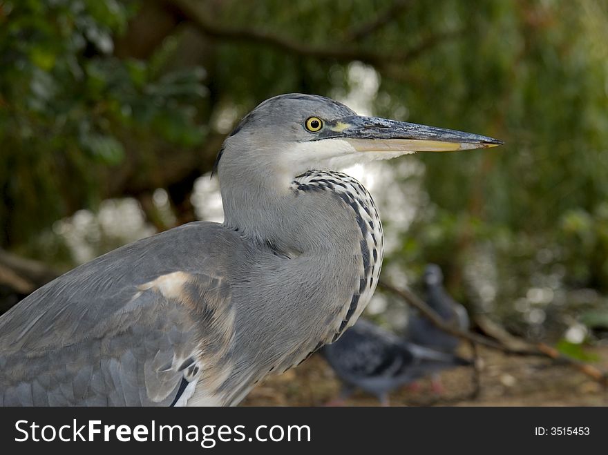 A grey Heron standing in a park of London. A grey Heron standing in a park of London