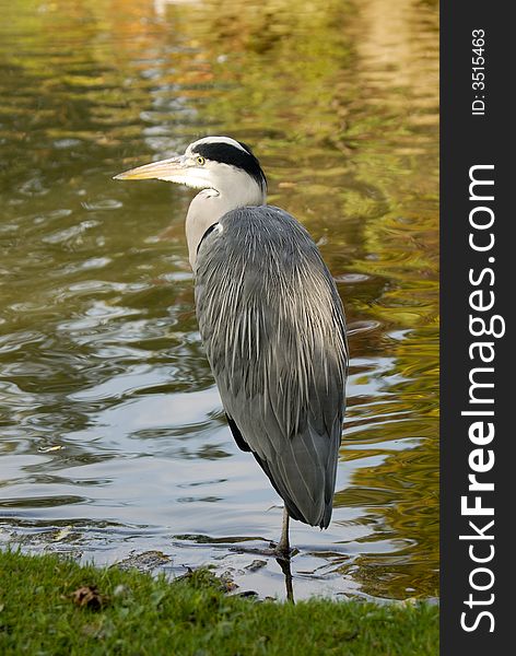 Grey Heron In A Park