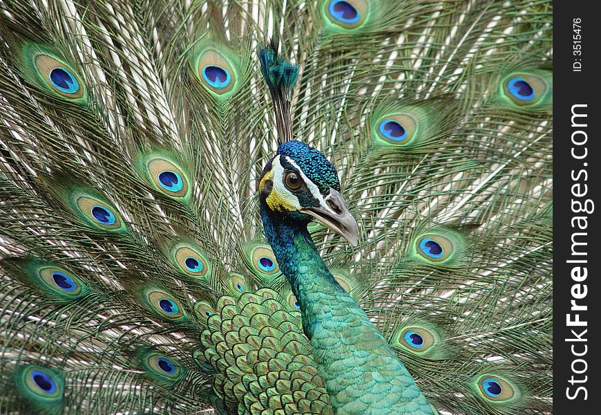 Peacock closeup with green blue feather