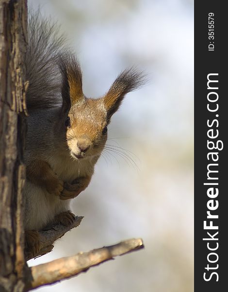 Squirrel sitting on the tree. Looking at camera. Squirrel sitting on the tree. Looking at camera