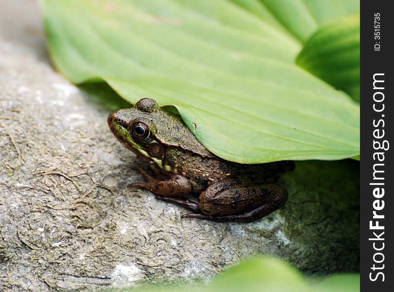 Frog Under Hosta Leaf