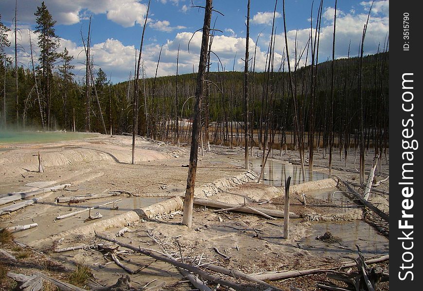 The Picture of Lodgepole Pines was taken in Yellowstone National Park.