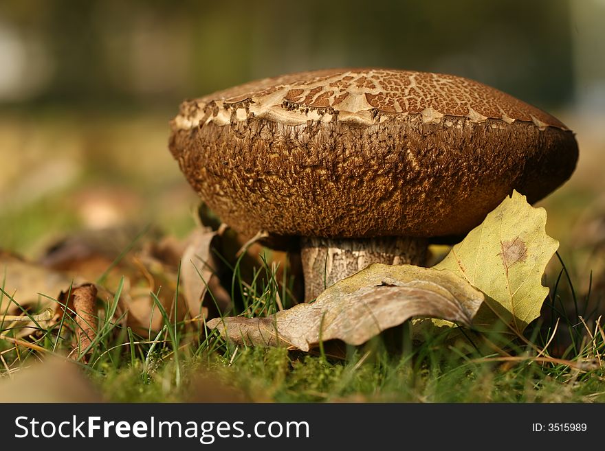 Mushroom And Leaves On Field