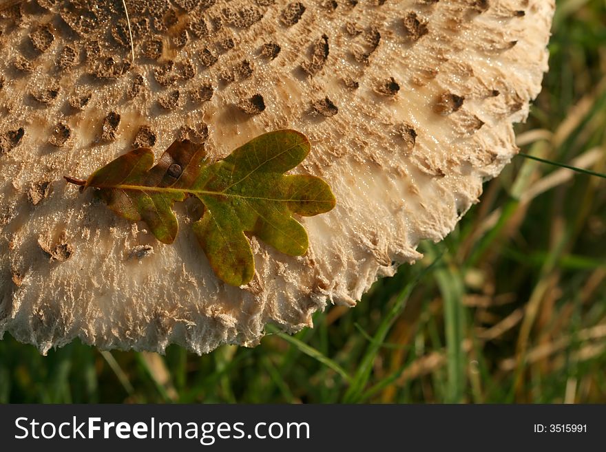 Autumn scene: leaf on a mushroom