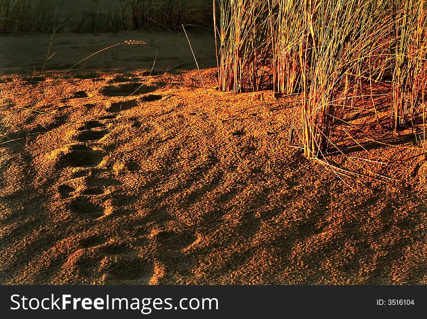 Sunset in sand dunes. Location: Nida. Lithuania.
