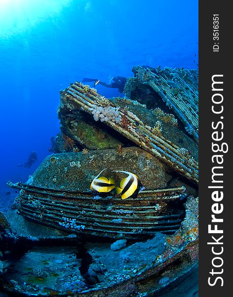 Fish duo on a ship wreck in the Red Sea. Fish duo on a ship wreck in the Red Sea