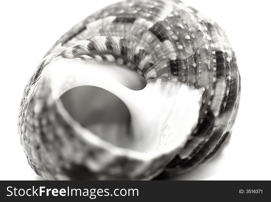 B&w close-up shell isolated. B&w close-up shell isolated