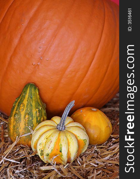 Autumn halloween pumpkins in a group