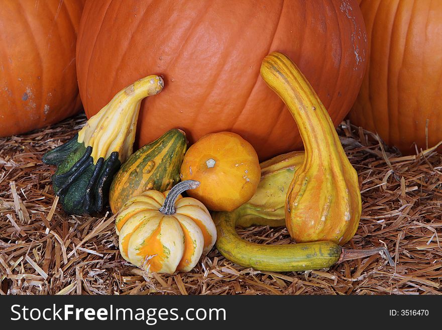 Autumn halloween pumpkins in a group