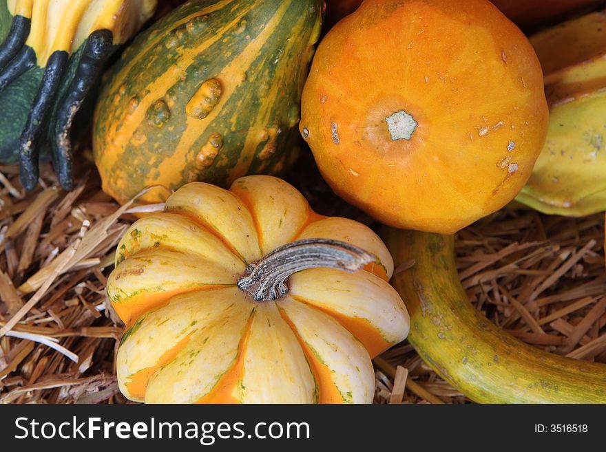 Autumn halloween pumpkins in a group