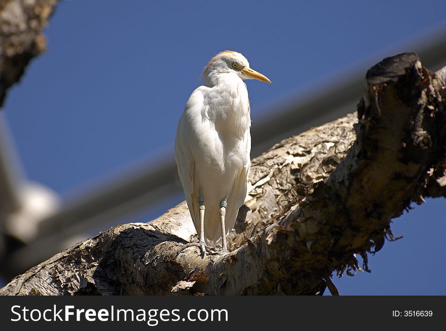 White Bird on a Tree Branch at the Zoo. White Bird on a Tree Branch at the Zoo