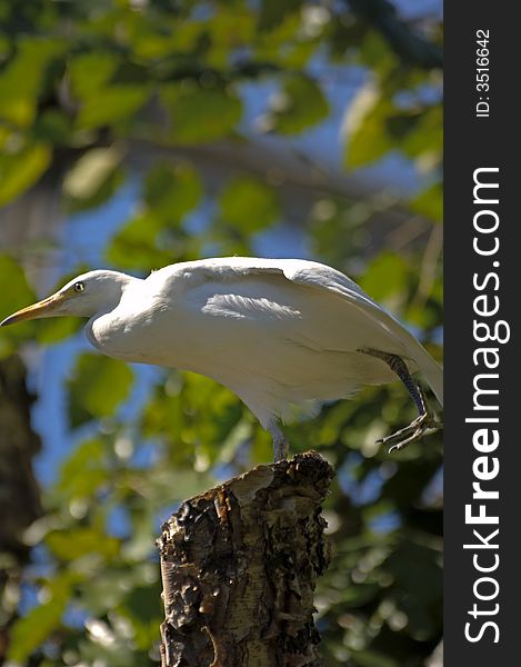 Bird perched on a tree in zoo. Bird perched on a tree in zoo